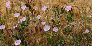 Das Foto zeigt die Ackerwinde in einem Feld