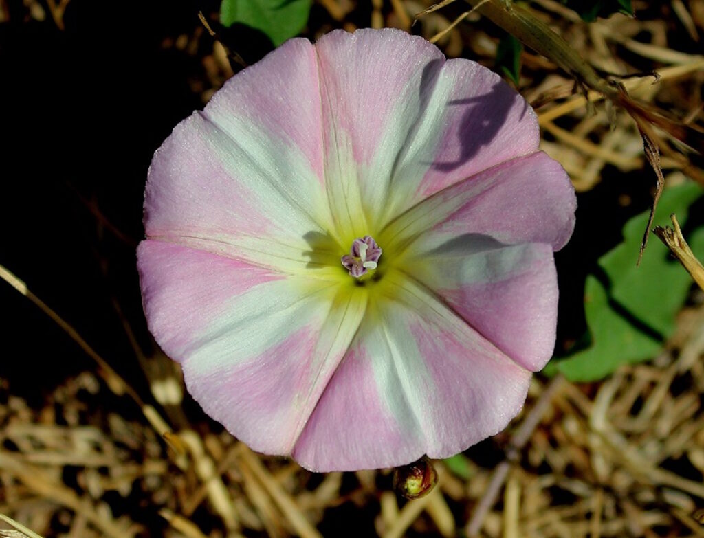Das Foto zeigt die Blüte einer Ackerwinde