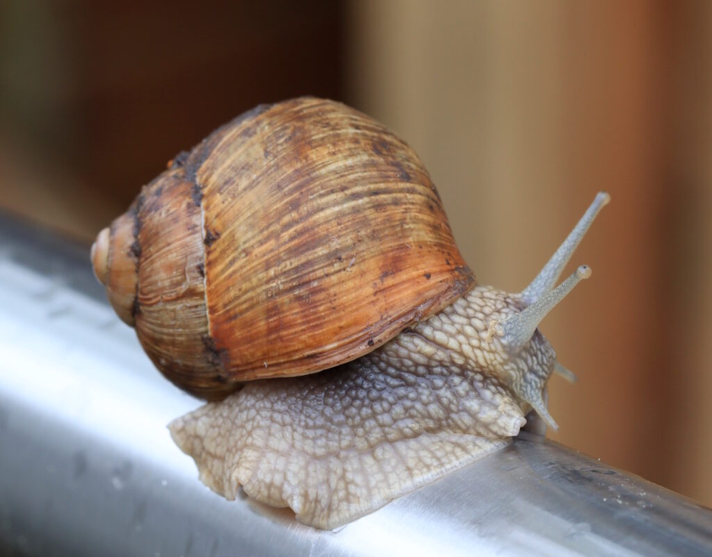 Das Foto zeigt eine Weinbergschnecke