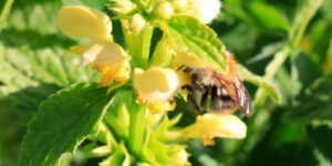 Das Foto zeigt eine Hummel, die aus einer Taubnesselblüte trinkt
