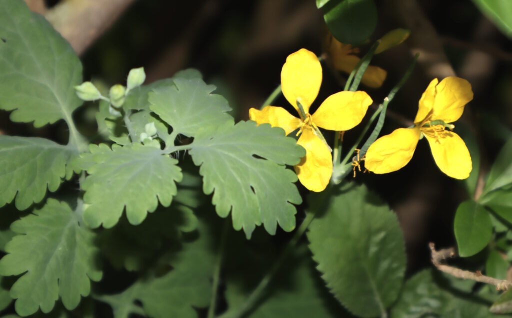 Das Foto zeigt die Blätter und Blüten vom Schöllkraut