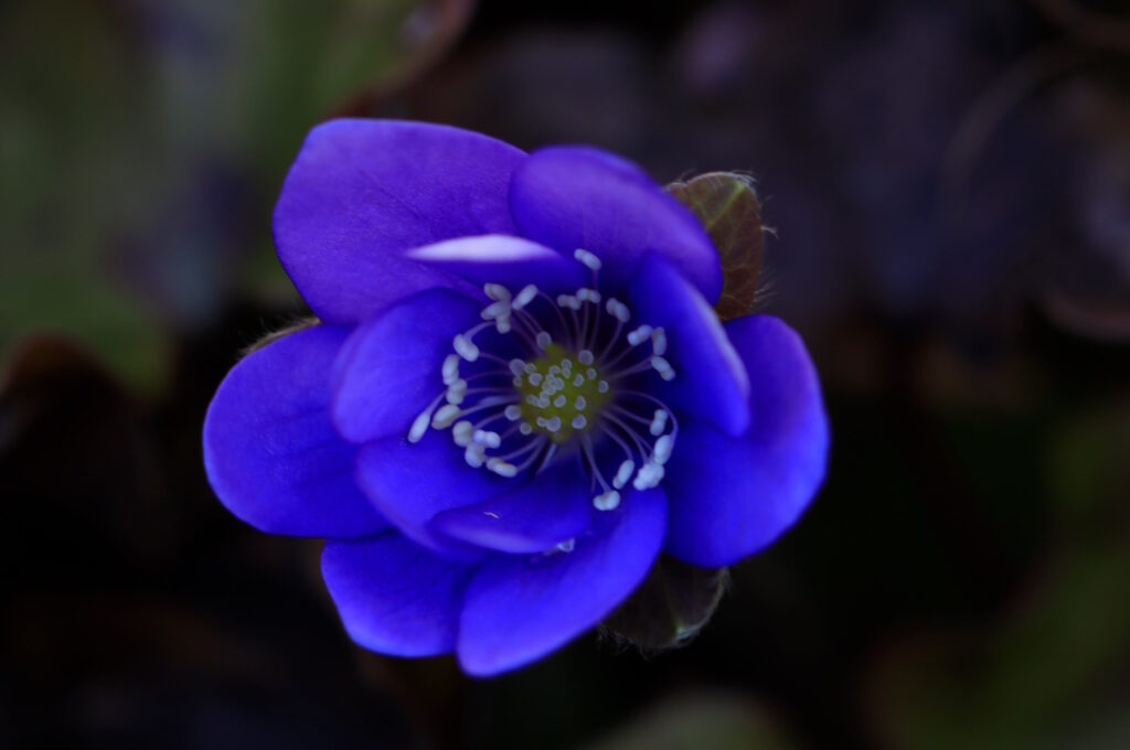 Das Foto zeigt eine blaue Blume