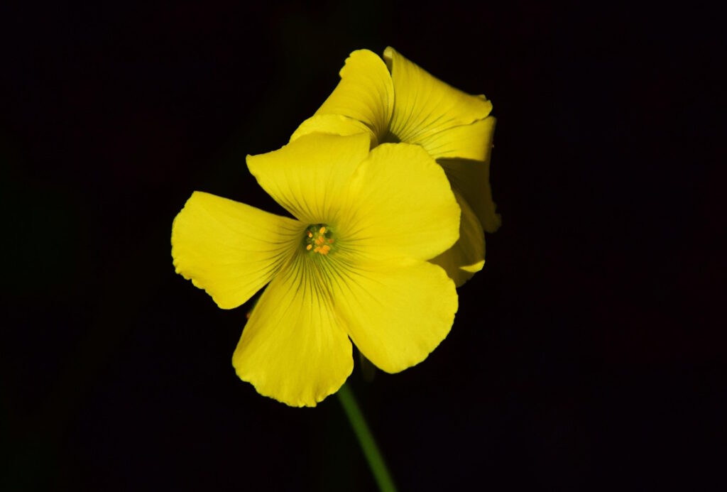 Das Foto zeigt die gelbe Blüte vom Hornsauerklee