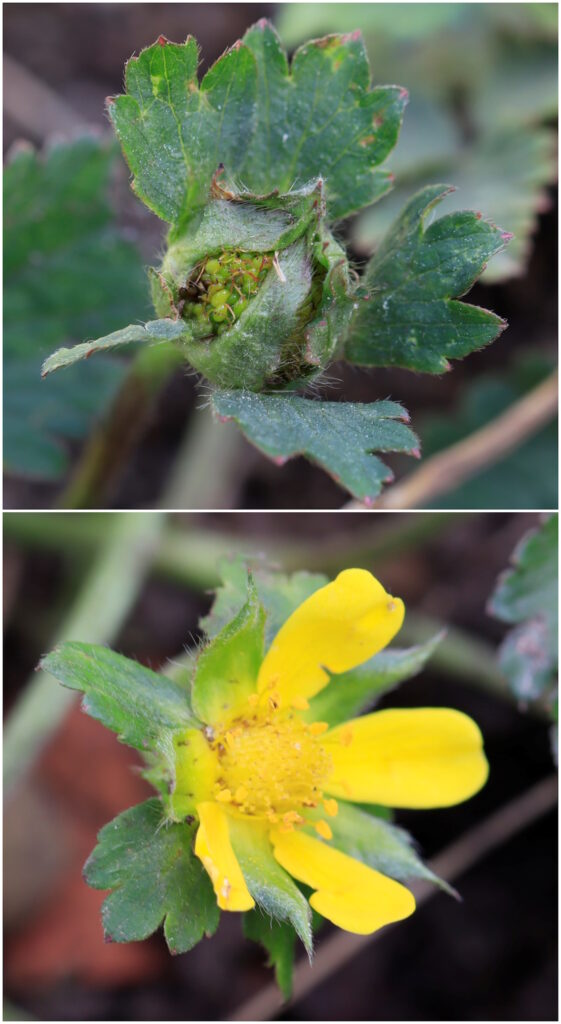 Das Foto zeigt die Blüte vom Kriechenden Fingerkraut