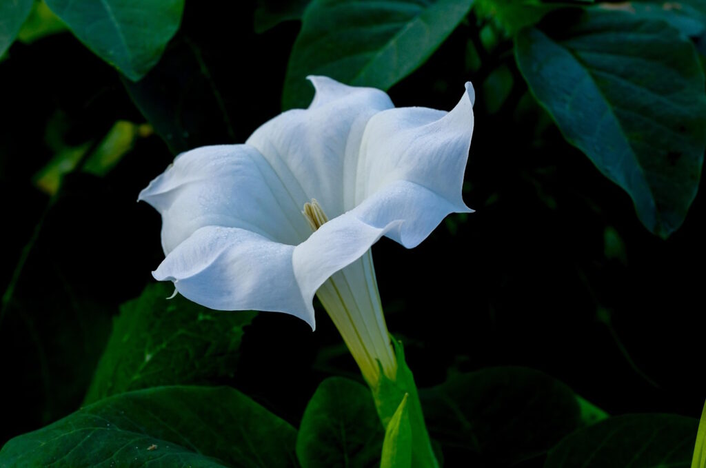 Das Foto zeigt die weiße Blüte vom Stechapfel