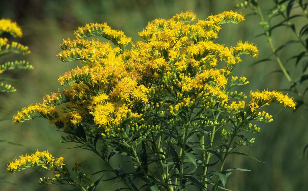Das Foto zeigt diegelben Blüten der Goldrute