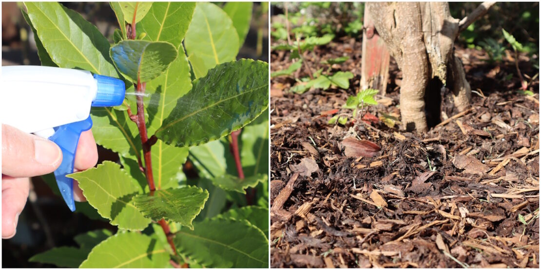 Das Foto zeigt Blätter, die besprüht werden und eine Schicht Rindenmulch auf der Erde