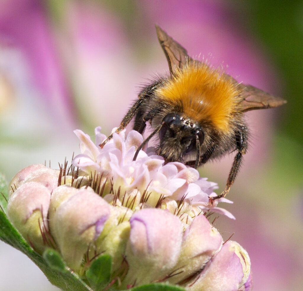Das Foto zeigt eine Baumhummel auf einer rosafarbenen Blüte