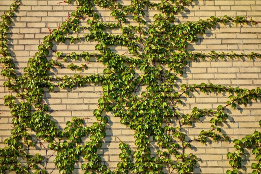 Das Foto zeigt Efeu, der an einer Mauer hoch wächst