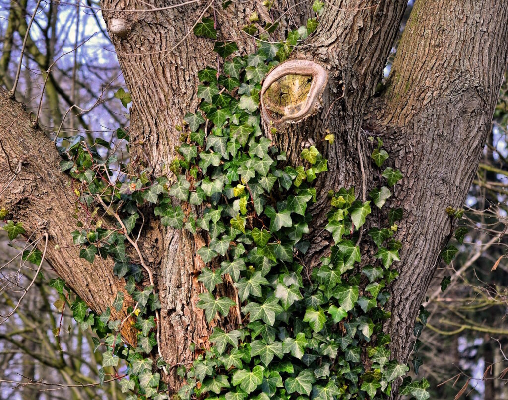 Das Foto zeigt Efeu, der in einem Baum wächst
