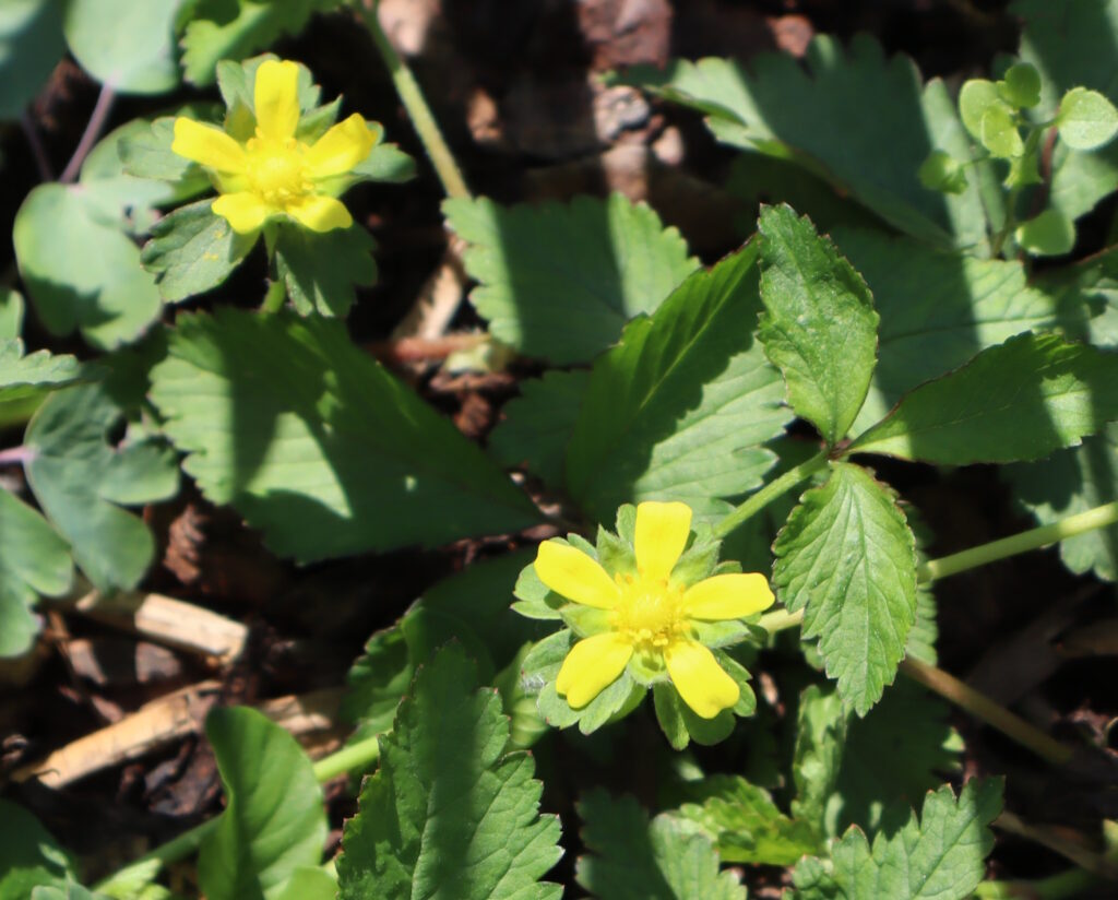 Das Foto zeigt das Kriechende Fingerkraut im Garten
