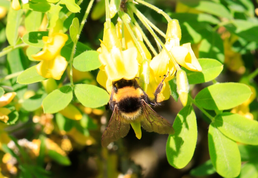 Das Foto zeigt eine Hummel und ihre Flügel