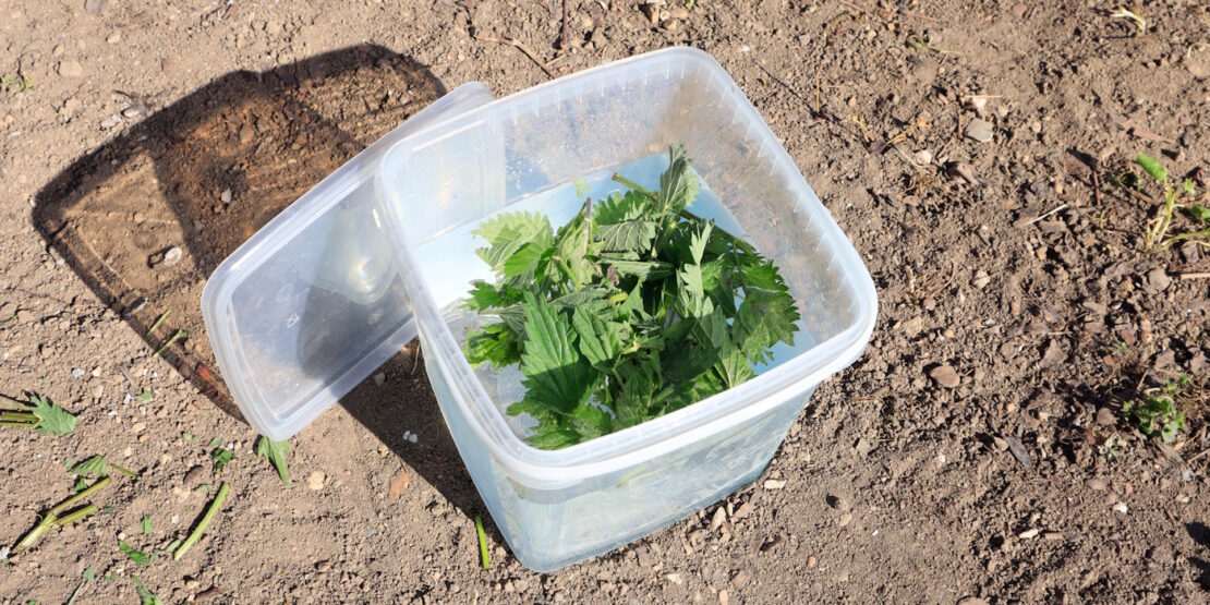 Das Foto zeigt zerkleinerte Brennnesseln in einem Plastikeimer