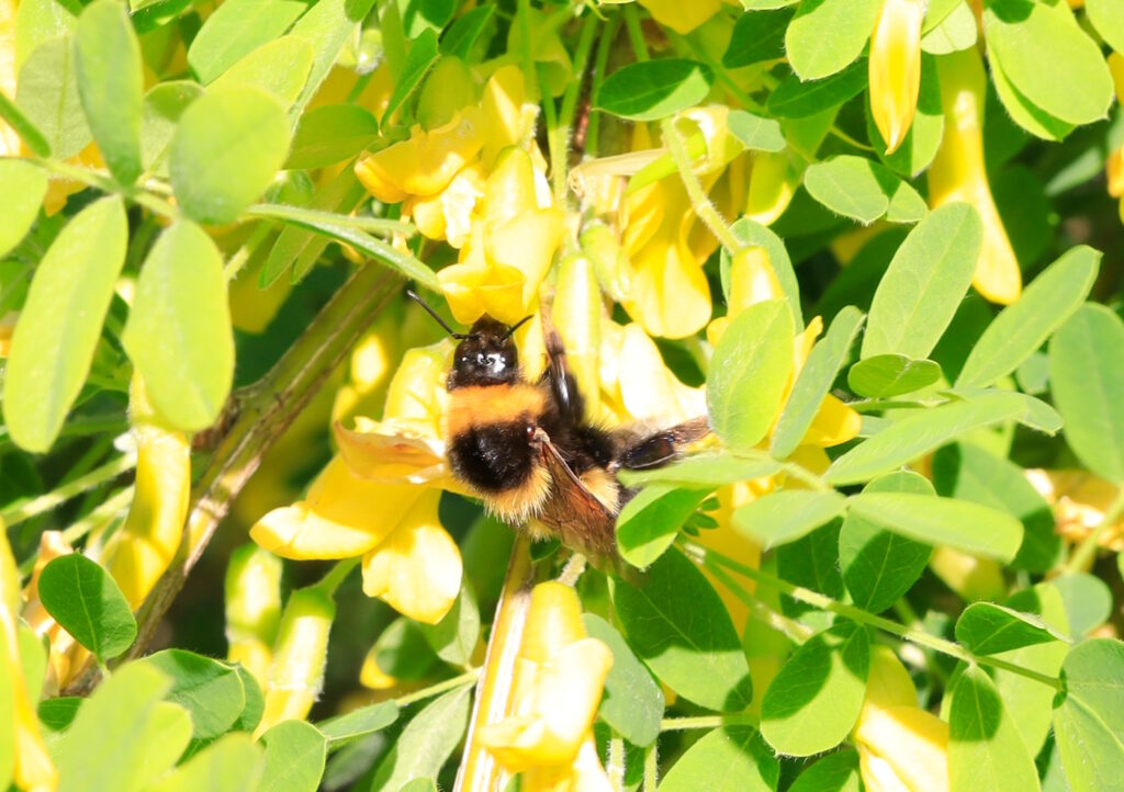 Das Foto zeigt eine Hummel in Nahaufnahme