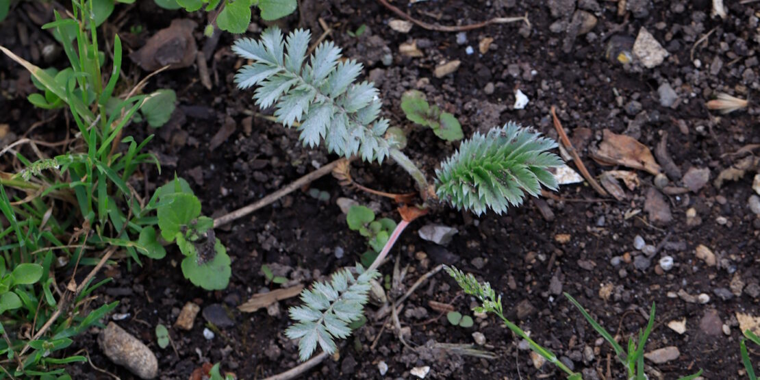 Das Foto zeigt ein Gänsefingerkraut im Garten