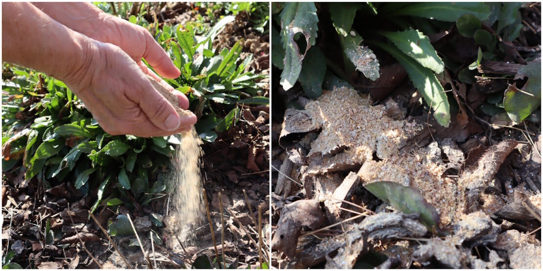 Das Foto zeigt eine Hand die Gesteinsmehl im Garten verteilt und Gesteinsmehl auf dem Gartenbeet-Boden
