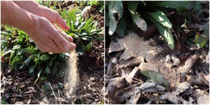 Das Foto zeigt eine Hand die Gesteinsmehl im Garten verteilt und Gesteinsmehl auf dem Gartenbeet-Boden