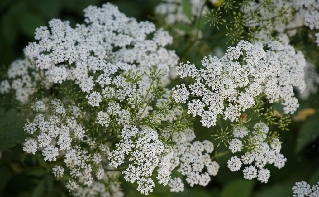 Das Foto zeigt die weißen Blüten vom Giersch