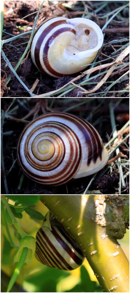 Das Foto zeigt eine Kleine Gartenschnecke