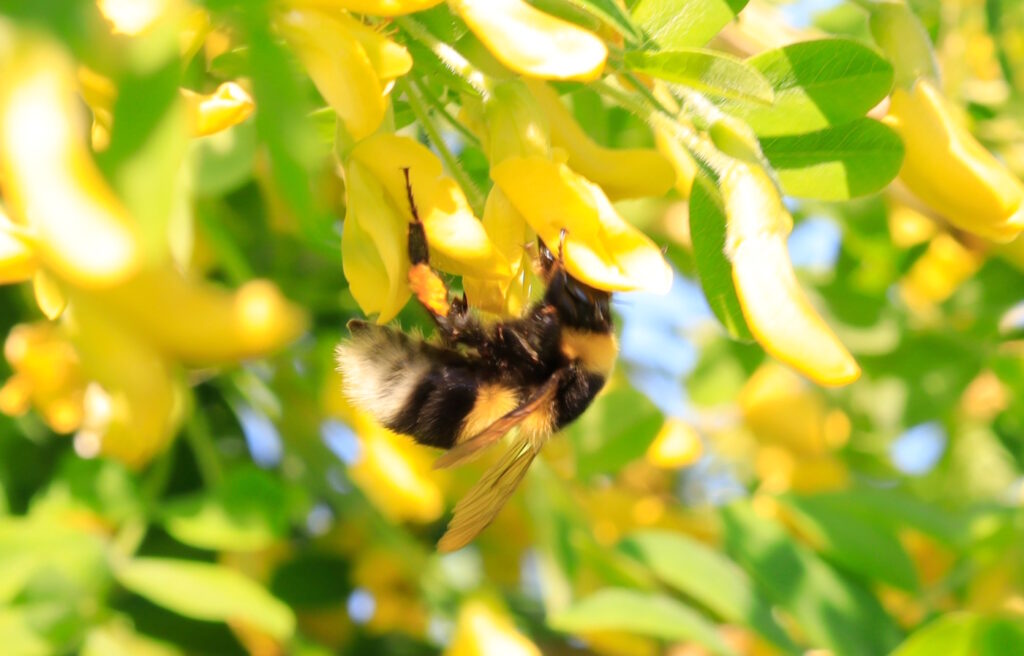 Das Foto zeigt eine Hummel in einem Busch. Sie hat Pollenhöschen an.