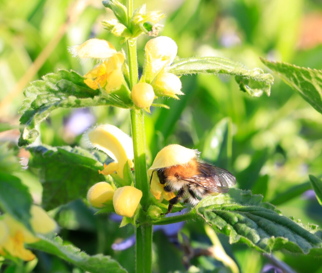 Das Foto zeigt eine Hummel in einer Taubnesselblüte
