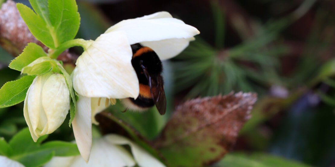 Das Foto zeigt eine Hummeljungkönigin in einer weißen Blüte