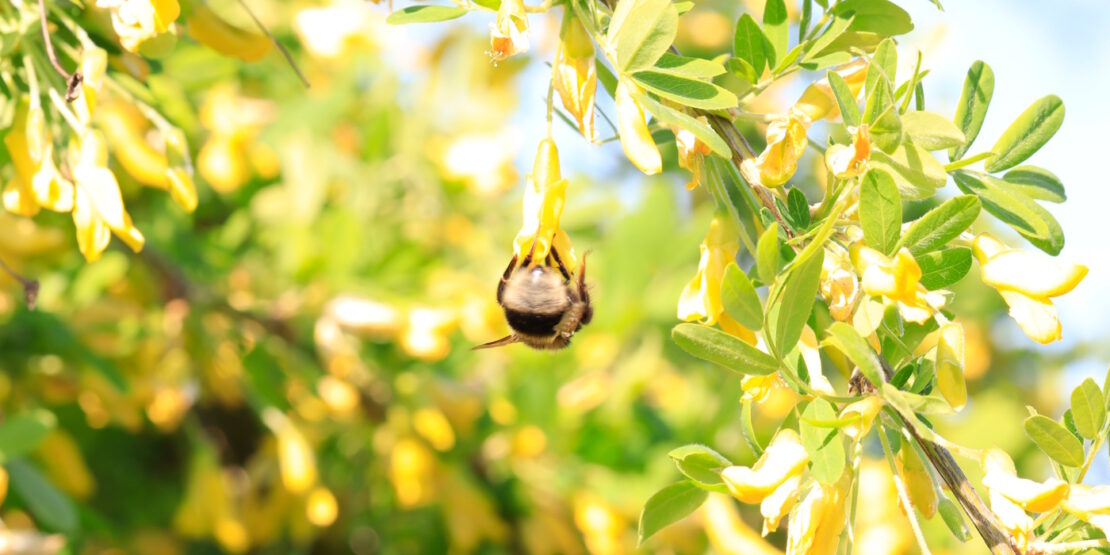 Das Foto zeigt den Hinterleib einer Hummel, die an einer gelben Blüte Nektar saugt.