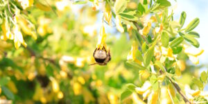 Das Foto zeigt den Hinterleib einer Hummel, die an einer gelben Blüte Nektar saugt.