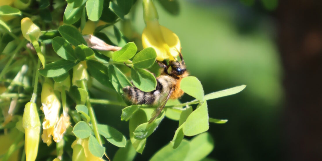 Das Foto zeigt eine Hummel in einem Busch mit gelben Blüten