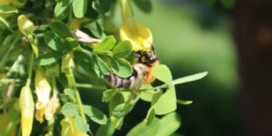 Das Foto zeigt eine Hummel in einem Busch mit gelben Blüten