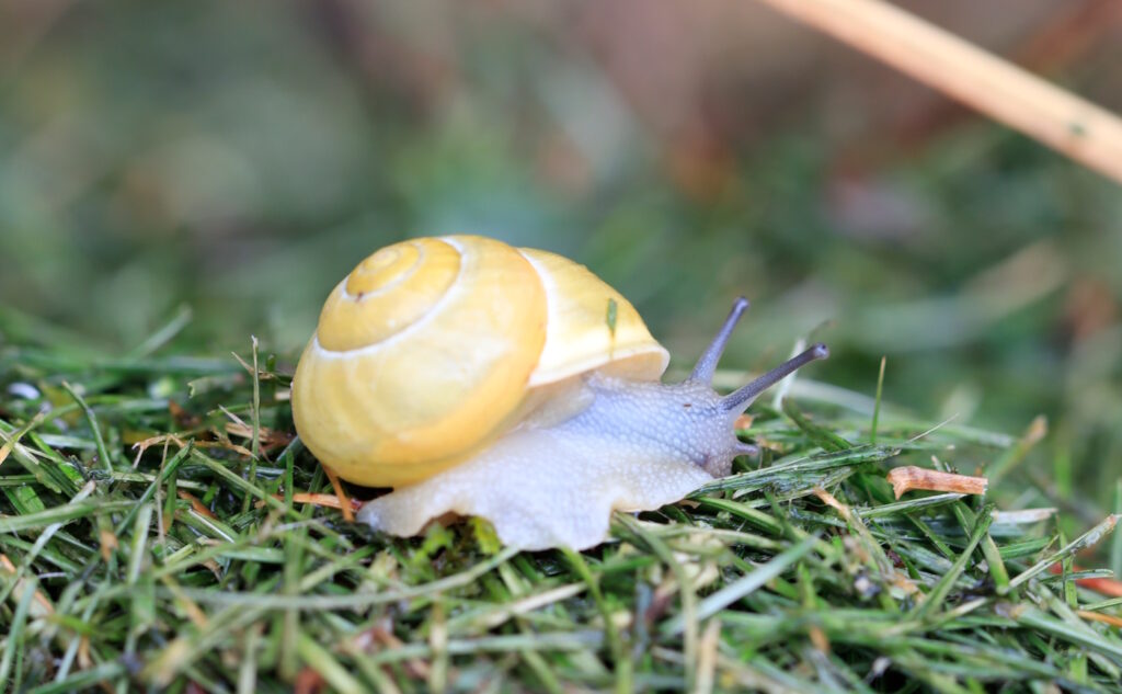 Das Foto zeigt eine Kleine Gartenschnecke