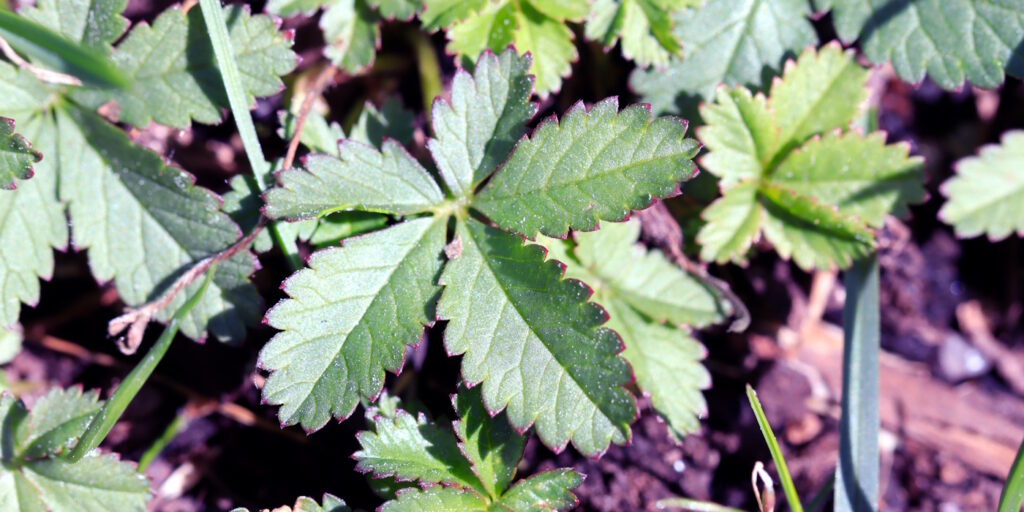 Das Foto zeigt ein Blatt vom Kriechenden Fingerkraut