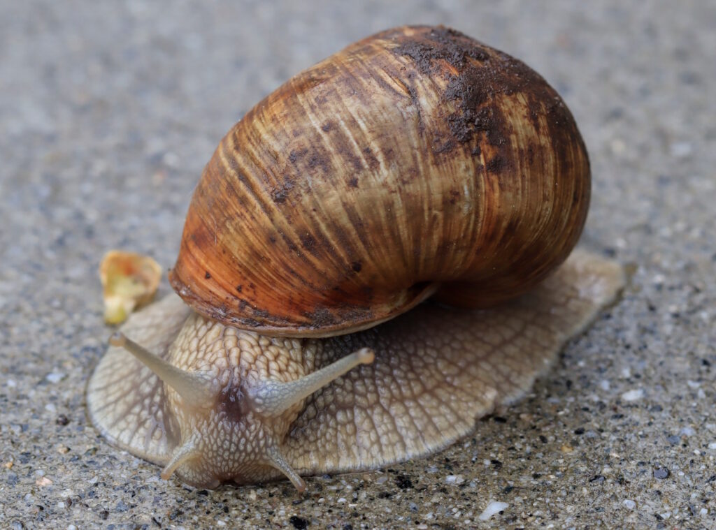 Das Foto zeigt eine Nahaufnahme der Weinbergschnecke