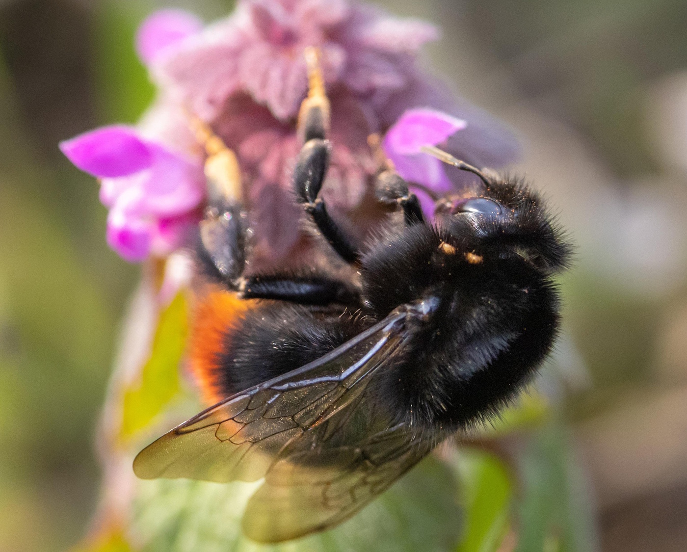 Das Foto zeigt die Nahaufnahme einer Steinhummel