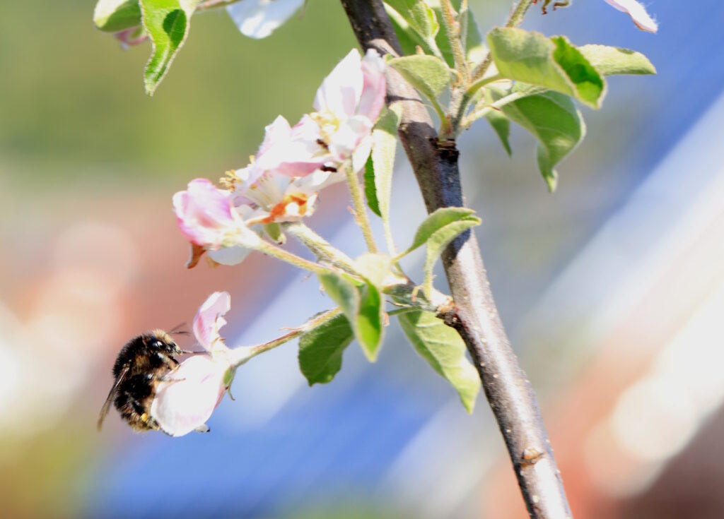 Das Foto zeigt einen Obstbaum, an dessen Blüte eine Hummel Nektar saugt