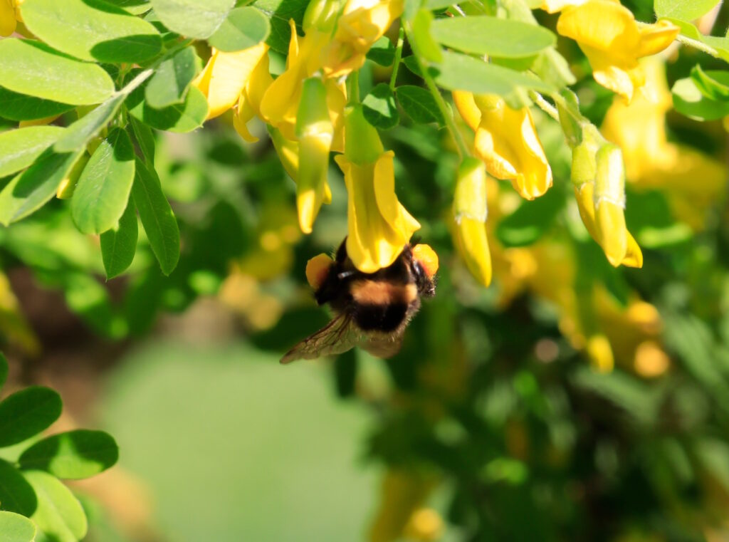 Das Foto zeigt eine Hummel die Pollen an den Beinchen hat