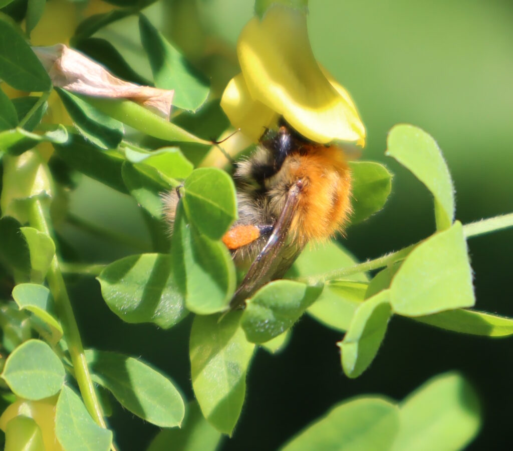 Das Foto zeigt eine Hummel mit Pollen an den Beinen