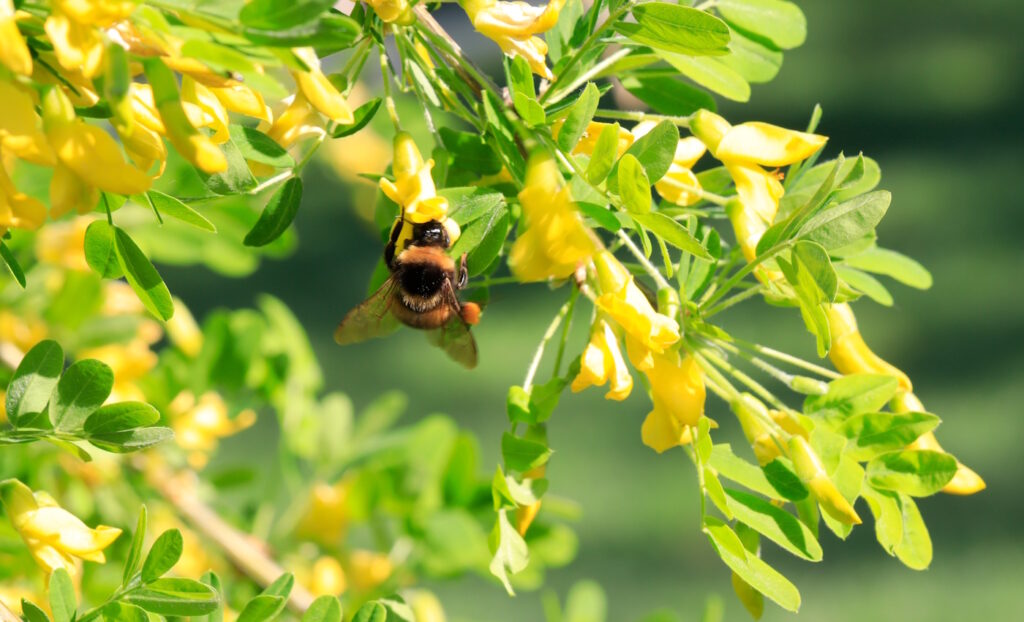 Das Foto zeigt eine Hummel mit Pollenhöschen