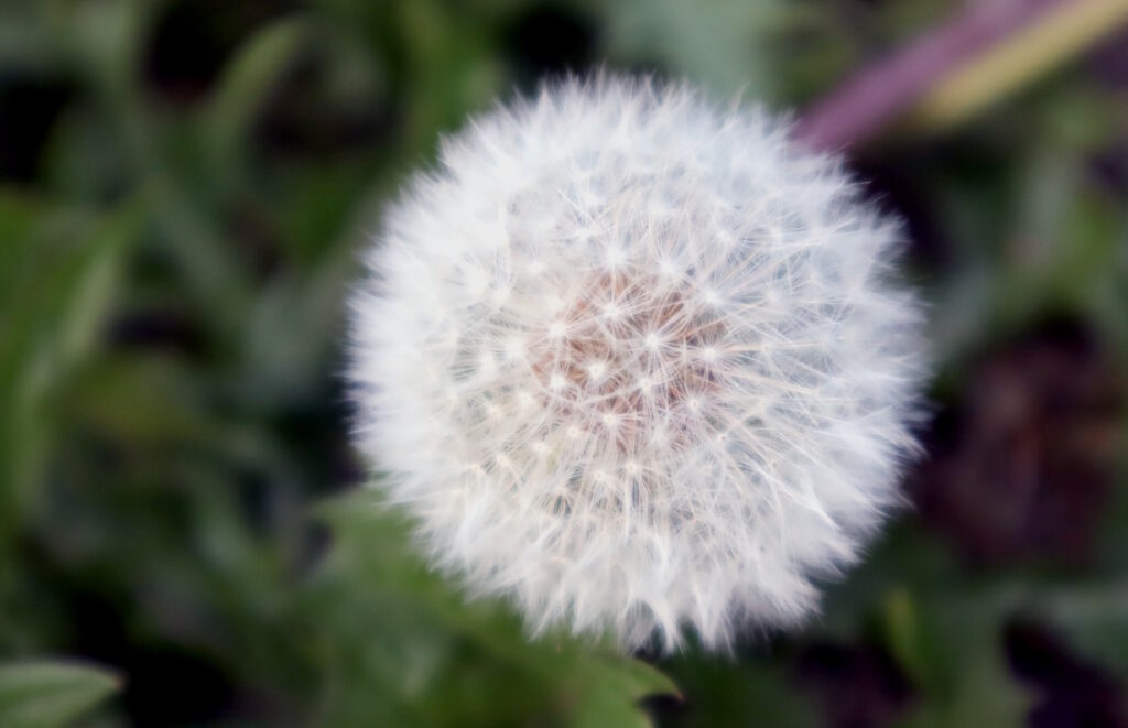 Das Foto zeigt die Früchte vom Löwenzahn