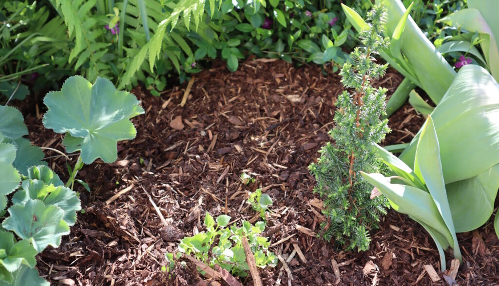 Das Foto zeigt Rindenmulch in einem Blumenbeet
