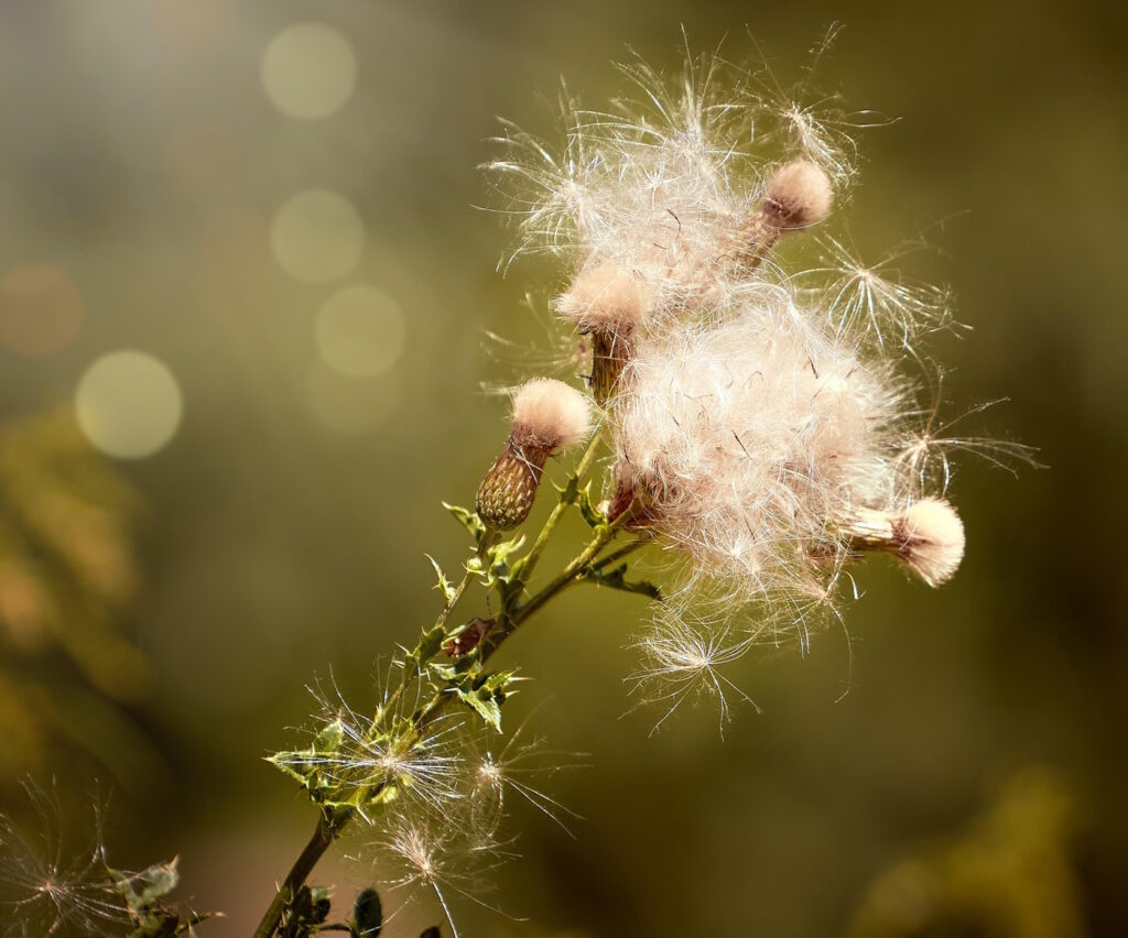 Das Foto zeigt die Samen der Kratzdistel