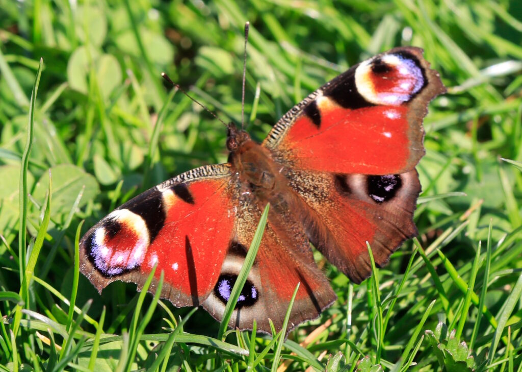 Das Foto zeigt einen (Pfauenauge) Schmetterling