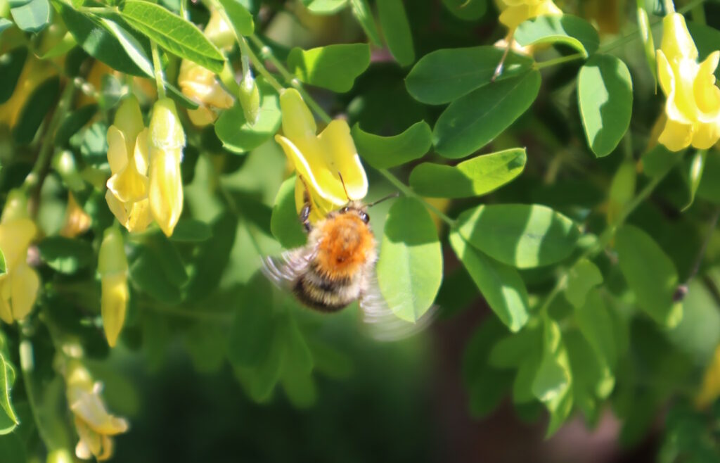 Das Foto zeigt eine Hummel mit sich bewegenden Flügeln