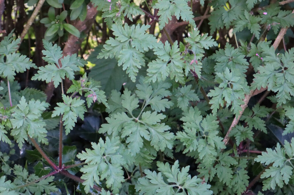 Das Foto zeigt Schöllkraut, das im Garten wächst