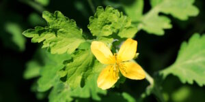 Das Foto zeigt ein Blatt und die Blüte vom Schöllkraut