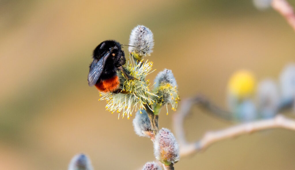 Das Foto zeigt eine Steinhummel auf Palmkätzchen