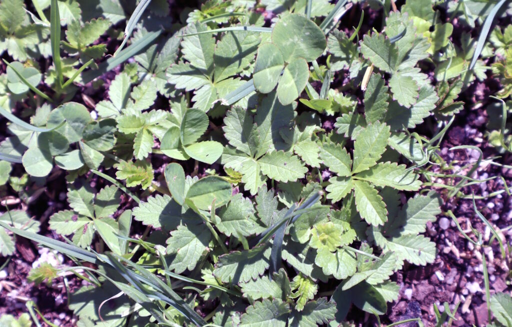 Das Foto zeigt Kriechendes Fingerkraut und Klee im Garten