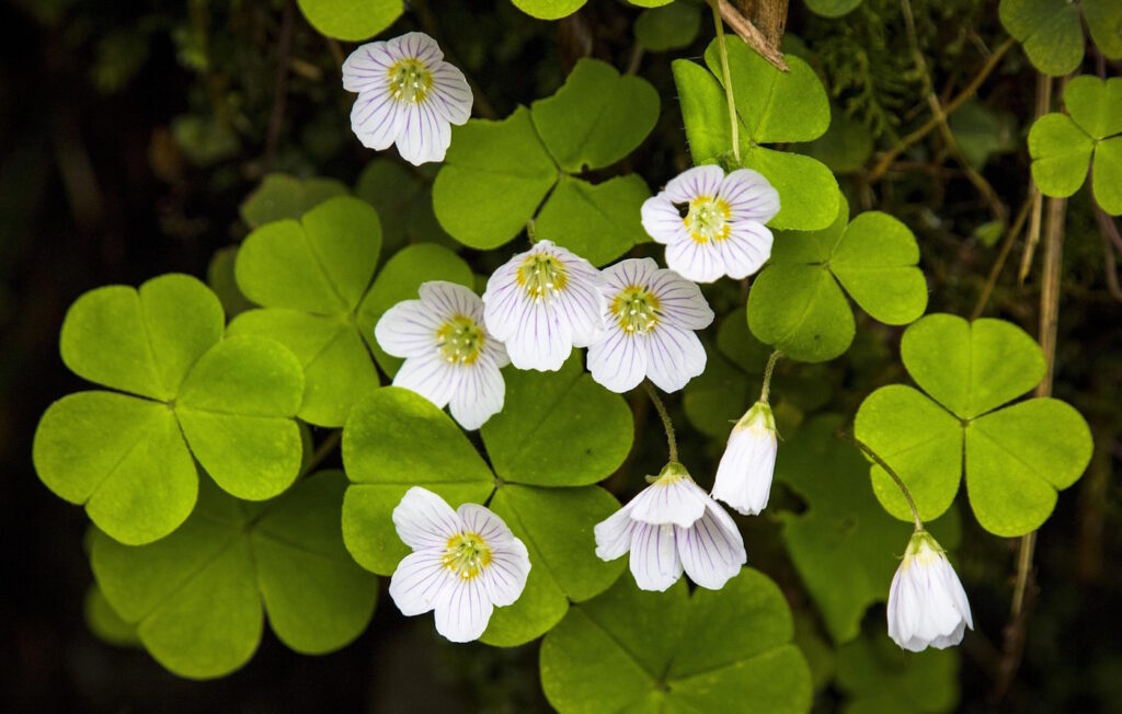 Das Foto zeigt die weißen Blüten vom Waldsauerklee