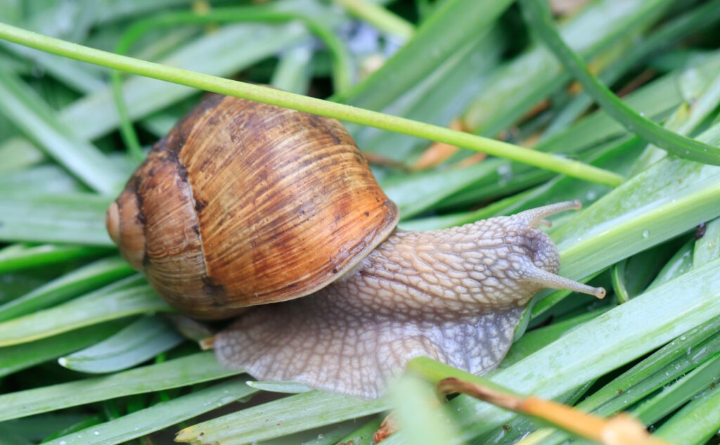 Das Foto zeigt eine Weinbergschnecke auf Pflanzen