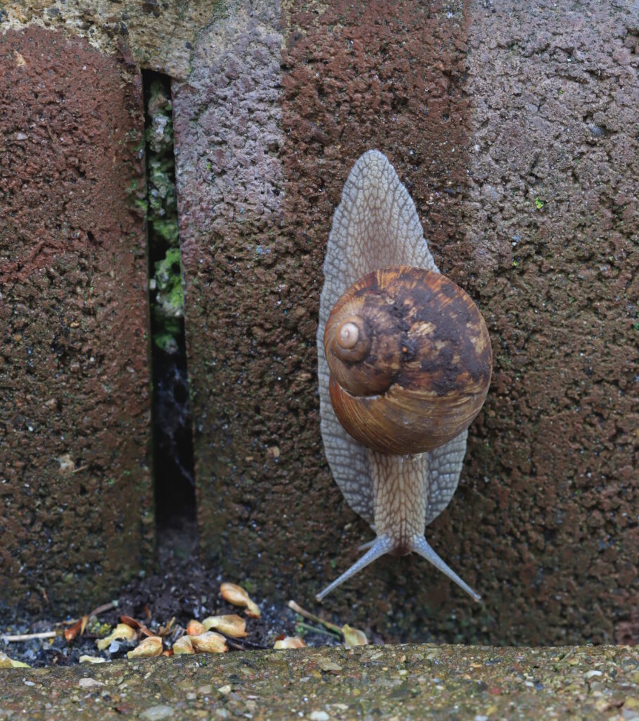 Das Foto zeigt eine Weinbergschnecke die senkrecht an einer Steinmauer nach unten kriecht